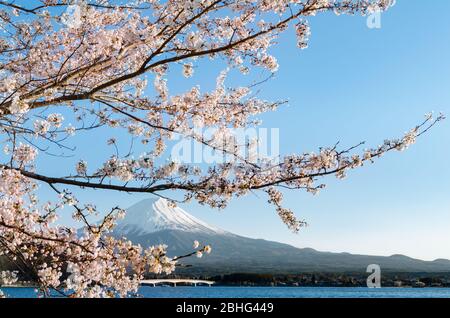 Maestoso Monte Fuji durante la stagione primaverile come vista dal Lago Kawaguchiko. La città offre una delle migliori vedute di Fujisan o del Monte. Fuji. Foto Stock