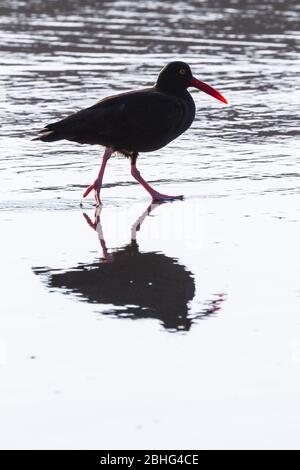 Nel pomeriggio, passeggiando sulla sabbia bagnata, c'è un ostercatcher nero che cerca qualcosa da mangiare nell'Harris Beach state Park, sulla costa meridionale dell'Oregon Foto Stock