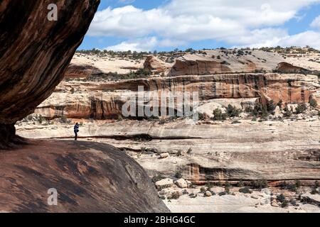 UT00550-00...UTAH - Vista sopra il White Canyon situato lungo il sentiero del Ponte di Sipapu nel Natural Bridges National Monument. Foto Stock