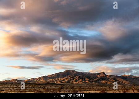 UT00565-00...UTAH - Foresta di Joshua e montagne lontane viste dalla diga di Beaver Lavare una zona di conservazione nazionale e paesaggistico backway nel Mojave Foto Stock