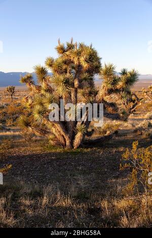 UT00573-00...UTAH -Joshua Tree in Beaver Dam Lavare una National Conservation Area e scenico backway nel deserto di Mojave. Foto Stock