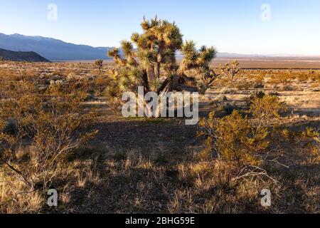 UT00574-00...UTAH -Joshua Tree in Beaver Dam Lavare una National Conservation Area e scenico backway nel deserto di Mojave. Foto Stock