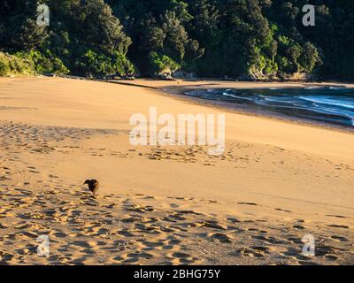 Weka (Gallirallus australis) sulla spiaggia di Totaranui, Parco Nazionale Abel Tasman, Nuova Zelanda Foto Stock