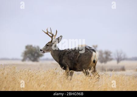 Mule Deer buck ritratto Foto Stock
