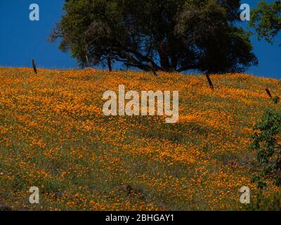 Papaveri nelle colline pedemontane della Sierra nel giorno della Terra 2020 Foto Stock