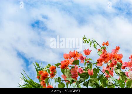 Bougainvillea glabra in giardino. Foto Stock