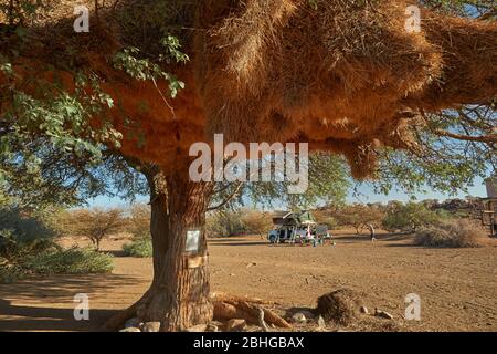 Enorme tessitore socievole o sociale tessitore Nest (Philetairus socius) al campo fossile Mesosaurus, vicino Keetmanshoop, Namibia, Africa Foto Stock