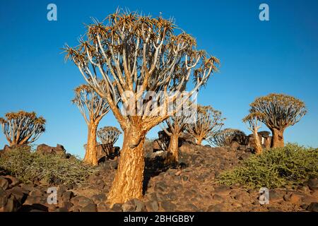 Kocurboom o alberi di cavolo (Aloidendron dicotomum), campo fossile Mesosaurus, vicino Keetmanshoop, Namibia, Africa Foto Stock