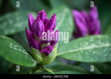 Boccioli di rododendro primaverile allo Stone Mountain Park di Atlanta, Georgia. (STATI UNITI) Foto Stock