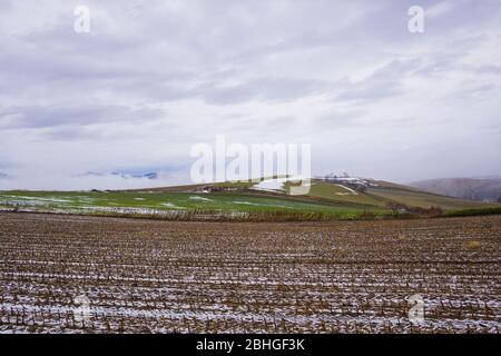 Mild Seven Hill situato nella città di Biei, è una piccola città circondata da un pittoresco paesaggio di dolci colline e campi vasti. La collina è fa Foto Stock