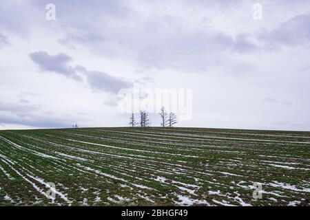 Mild Seven Hill situato nella città di Biei, è una piccola città circondata da un pittoresco paesaggio di dolci colline e campi vasti. La collina è fa Foto Stock