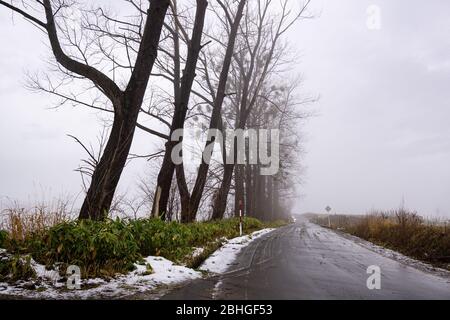 Mild Seven Hill situato nella città di Biei, è una piccola città circondata da un pittoresco paesaggio di dolci colline e campi vasti. La collina è fa Foto Stock