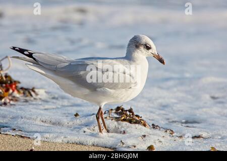 Gabbiano mediterraneo (Ichthyaetus melanocephalus) secondo piumaggio invernale, Cornovaglia, Inghilterra, Regno Unito. Foto Stock