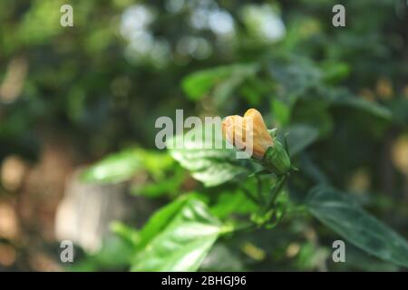 Yellwo Hibiscus rosa-sinensis, colloquialmente come ibisco cinese, rosa cinese, ibisco hawaiano, mallow di rosa & shoewerplant, è una specie di tropicale Foto Stock