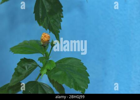 Yellwo Hibiscus rosa-sinensis, colloquialmente come ibisco cinese, rosa cinese, ibisco hawaiano, mallow di rosa & shoewerplant, è una specie di tropicale Foto Stock