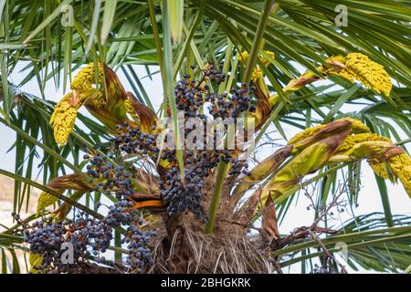Palma di canapa cinese (Trachycarpus fortunei, Trachycarpus excelsa), con infiorescenza Foto Stock