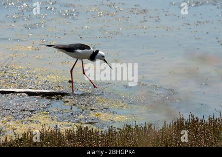 Pied Swilt alimentazione in acque poco profonde a Pauatahanui Wildlife Reserve, Porirua, Wellington, Nuova Zelanda Foto Stock