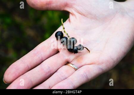 le bacche di ribes nero giacciono su una palma femminile Foto Stock