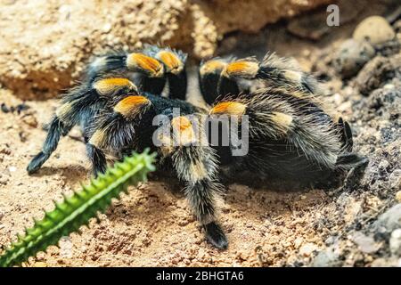 Single messicano Redknee Tarantula ragno - brachipelma smithi latino - abitando nativo Messico in un giardino zoologico terrarium Foto Stock