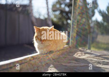 Loosely ginger gatto rilassato nel cortile soleggiato. Ritratto rilassante degli animali domestici Foto Stock