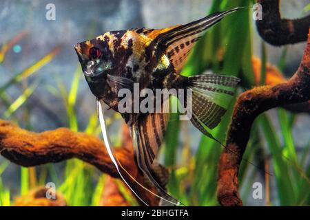 Single Freshwater Angelfish - latin Pterophyllum scalare - conosciuto anche come Angelfish, abitando nativamente il bacino amazzonico del Sud America in uno zoologico Foto Stock