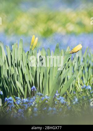 Narcisi gialli in gruppo di acinto di uva blu crescono su campo primaverile Springtime fioritura narcisys fiori. Foto Stock