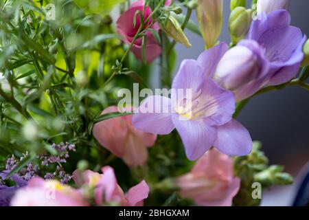 Primo piano / macro fotografia di fiori viola freesia in un giardino britannico con una profondità poco profonda di campo e sfondo sfocato / bokeh Foto Stock