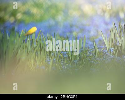 Narcisi gialli in mazzo di uva blu giacinto crescere su campo primavera Springtime fioritura narcisys fiori. Foto Stock