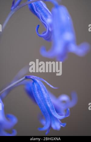 Primo piano / macro fotografia di bluebells comune o fiori di bluebell inglese in un giardino britannico con profondità poco profonda di campo e sfondo sfocato / bokeh Foto Stock