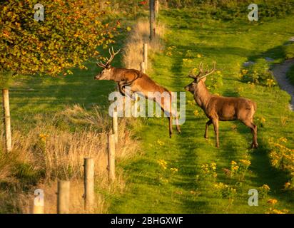 Saltando il cervo rosso irlandese o Cervus elaphus che salta sopra la recinzione nella bella luce colorata del tramonto d'autunno nel Killarney National Park, County Kerry, Irlanda Foto Stock