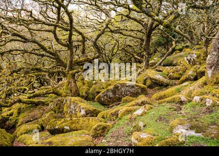 Wistman's Wood è uno dei boschi di querce di altitudine più alta della Gran Bretagna ed è situato nel Dartmoor National Park, vicino a due ponti, Devon, UK. Foto Stock