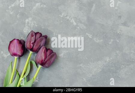 Bouquet di tre tulipani viola-neri Principe Nero sul lato inferiore sinistro dello sfondo grigio in cemento. Spazio per il testo. Foto Stock