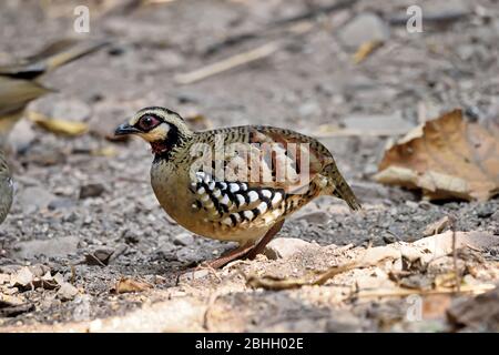 Un partridge con sostegno al bar (Arbrophila brunneopectus) che si trova in una radura forestale nella Thailandia occidentale Foto Stock