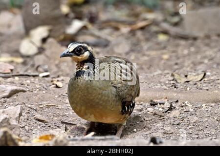 Un partridge con sostegno al bar (Arbrophila brunneopectus) che si trova in una radura forestale nella Thailandia occidentale Foto Stock