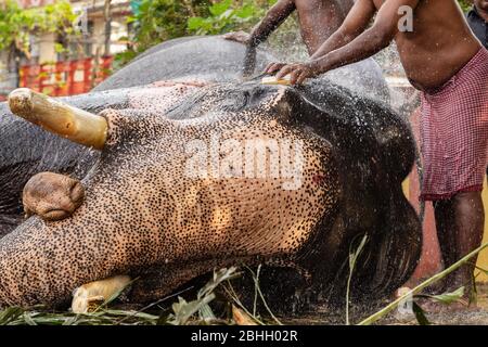 Uomini non identificati lavaggio elefante tempio a Cochin, Kerala, India Foto Stock
