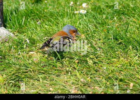 Maschio Chaffinch (Fringilla coelebs) piccolo uccello seduto sul prato in erba nel giardino in primavera nel Carmarthenshire Dyfed Wales UK. KATHY DEWITT Foto Stock