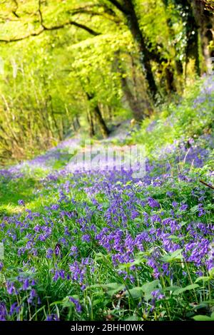 Bluebells fiorisce in un bosco nella primavera di aprile 2020 nel Carmarthenshire Galles UK KATHY DEWITT Foto Stock