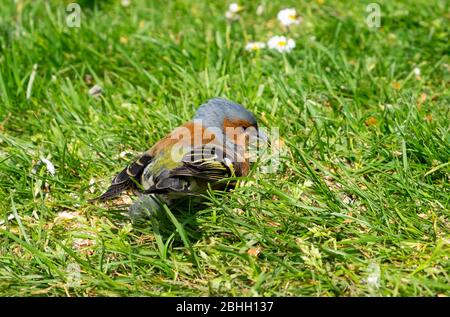 Clulose up di un maschio chaffinch (Fringilla coelebs) piccolo uccello seduto su erba nel giardino in primavera nel Carmarthenshire Dyfed Wales UK. KATHY DEWITT Foto Stock