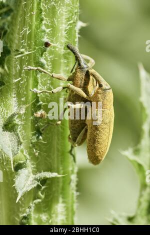 Macro primo piano di due lunghi scarabei a muso che si accoppiano su uno stelo verde Foto Stock