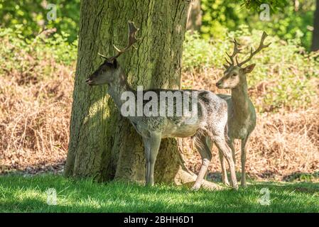 Bel giovane cervo nella fauna selvatica Foto Stock