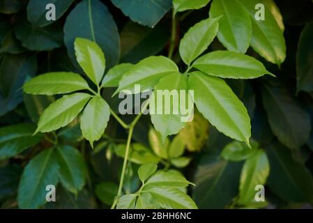 Tetrastigma voinierianum verde fogliame lussureggiante Foto Stock