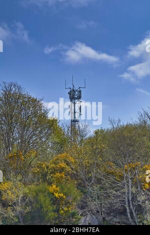 CELLULARE TORRE O ALBERO CON FIORI DI GOLA GIALLO E UN CIELO BLU IN PRIMAVERA Foto Stock