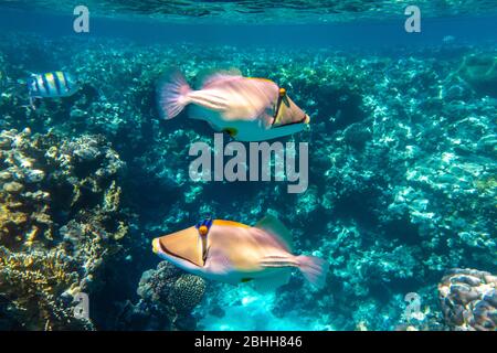 Coppia di picassofish arabo (Rhinecanthus assasi, pesce triggerino) in una barriera corallina nel Mar Rosso, Egitto. Due insoliti pesci tropicali e luminosi in lagoo blu oceano Foto Stock