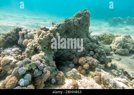 Lunghe spine di riccio di mare (Diadema setosum) Hiden nelle rocce e sabbia. Fondali vicino Coral Reef, acque cristalline turchesi. Pericoloso subacqueo A. Foto Stock