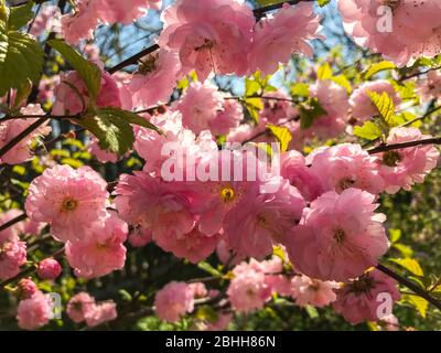 Prunus Triloba (susina fiorita, mandorla fiorita, Louiseania). Rami con fiori rosa lussureggiante. Fiore di ciliegio con rose primaverili e foglie verdi giovani. Foto Stock