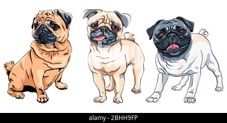 Set vettoriale di cani cute pown razza di pug, la colorazione più comune Illustrazione Vettoriale