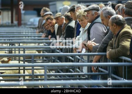 Louth mercato del bestiame. Lincolnshire. In Inghilterra. Regno Unito Foto Stock