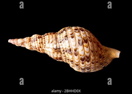 Triton Tromba Seashell. Triton del Pacifico. Tritonis Foto Stock