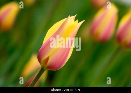 Emirgan Parkında laleler Foto Stock