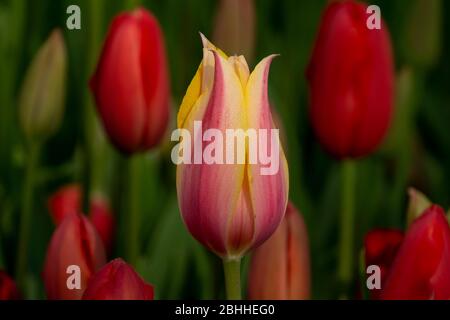 Emirgan Parkında laleler Foto Stock